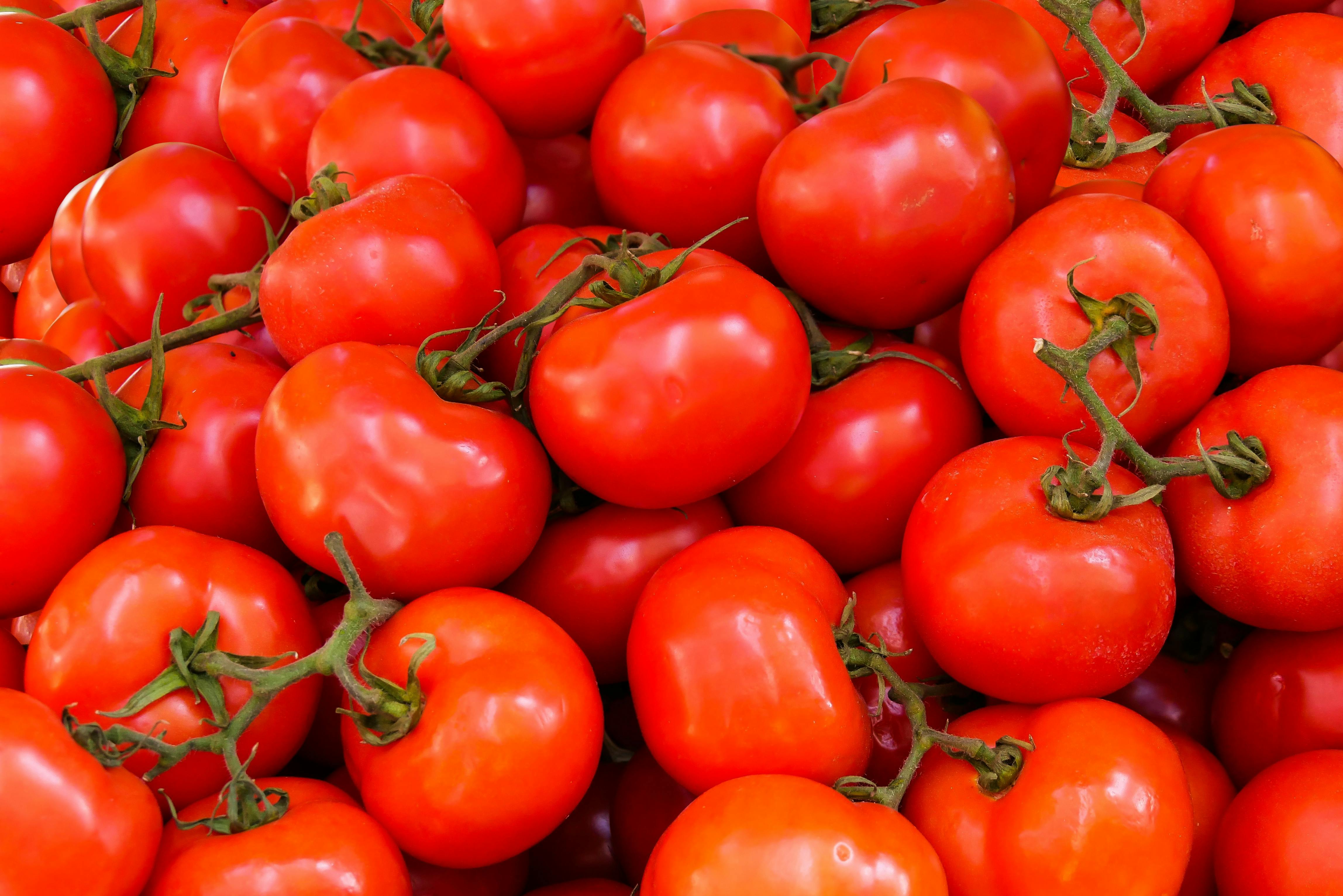 Bushel of bright red tomatoes